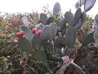 vittello-Opuntia ficus indica 20100924 016